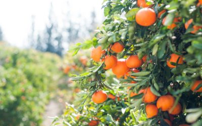 AgroSustain: Using biological fungicides and coatings to reduce food waste and support organic food production