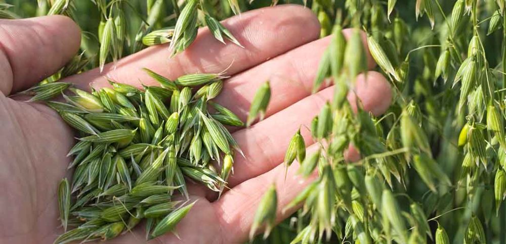 hands holding grains