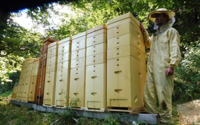 How two lifelong friends are redesigning the beekeeper economy