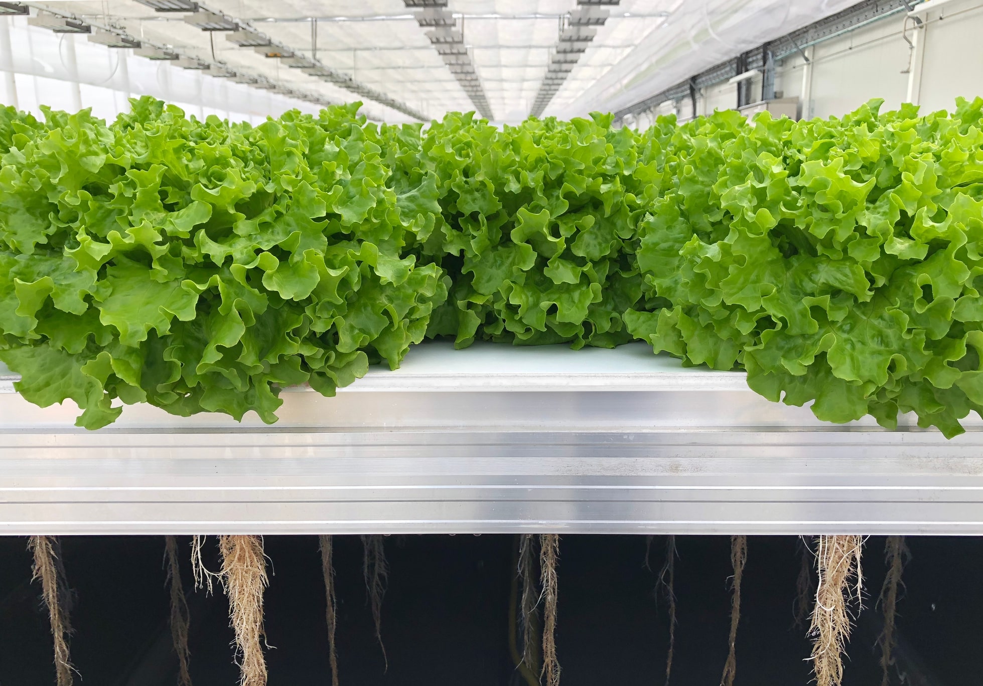 Lettuces growing in a robotic irrigation facility