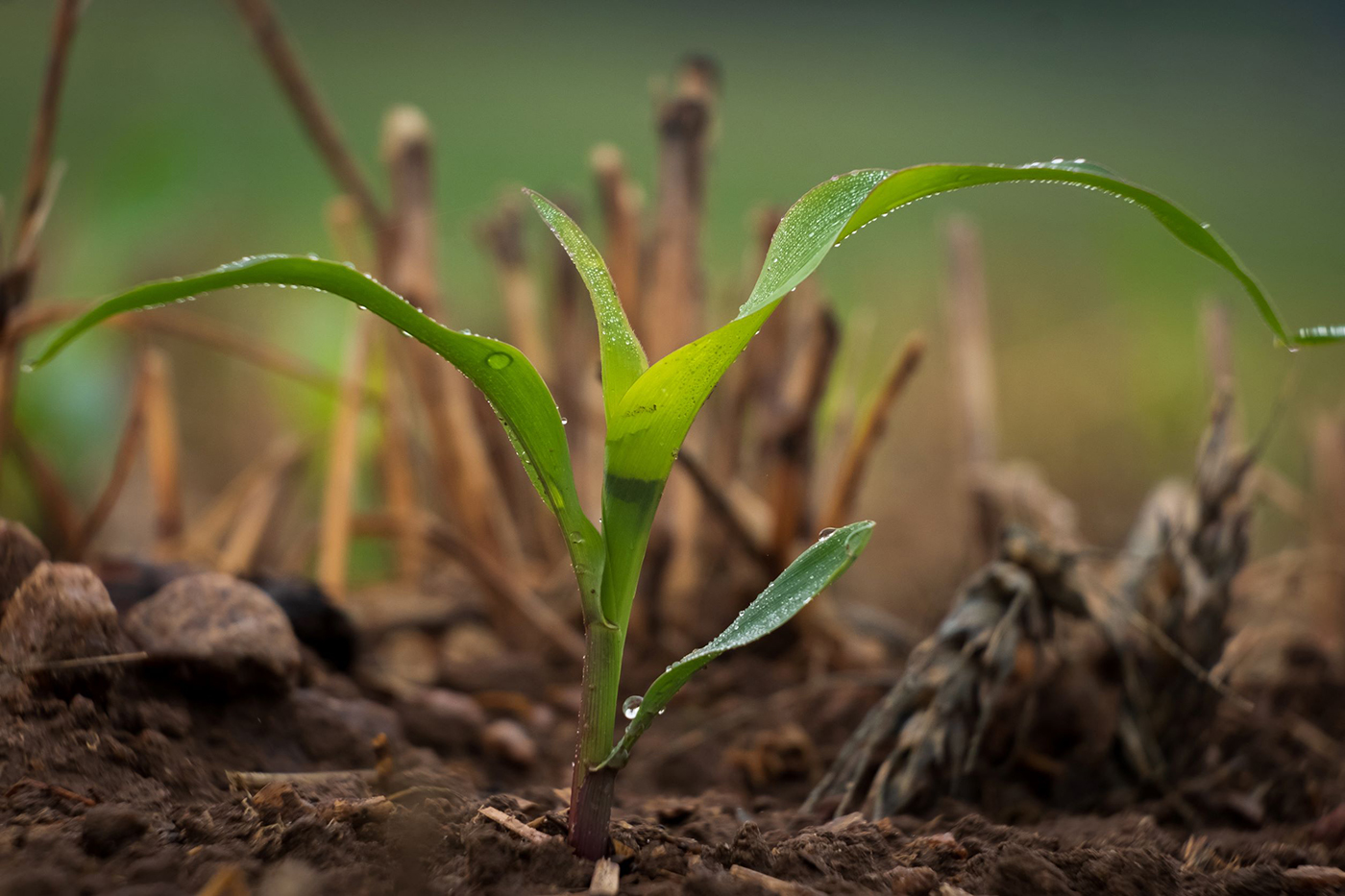 Phot of grass growing