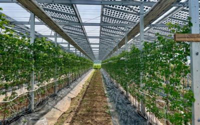 Insolight announces its first agrivoltaic installation at scale