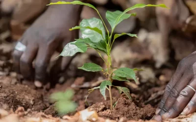 Nestlé announces two global collaborations to help scale regenerative agriculture